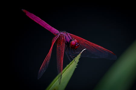 green, leaf, plant, dragonfly, insect, animal, outdoor