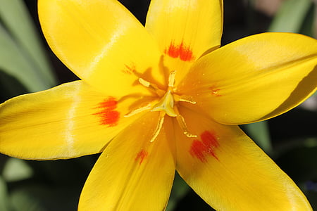 Tulip, gul, solfylte, anlegget, våren, blomst, blomst