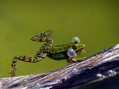 vodní žába, době tření, Zvuková bubliny, Zahradní jezírko, jaro, zvířecí přírody, zvířecí motivy