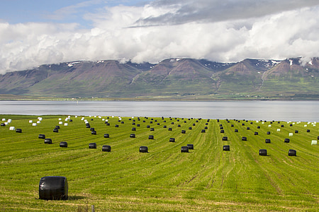 Islàndia, alimentar bales, paisatge, Bale, l'agricultura, granja, escena rural