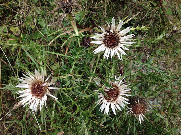 silver thistle, thistle, flower, white, spur