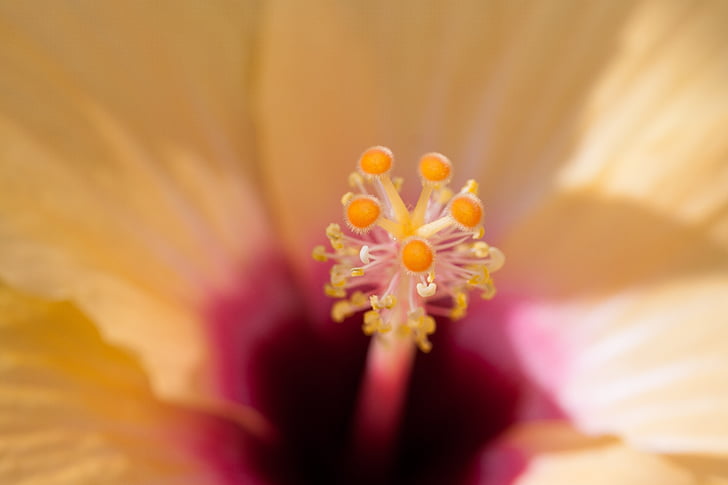 Hibiscus, Chińska Róża eibisch, Chińska Róża, Okrytonasienne, Mallow, Malvaceae, kwiat