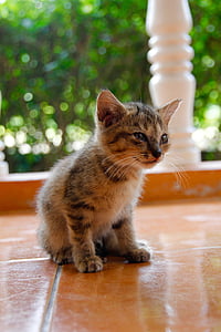 katten, kattunge, katten baby, søt, kjæledyr, innenlands cat, dyr