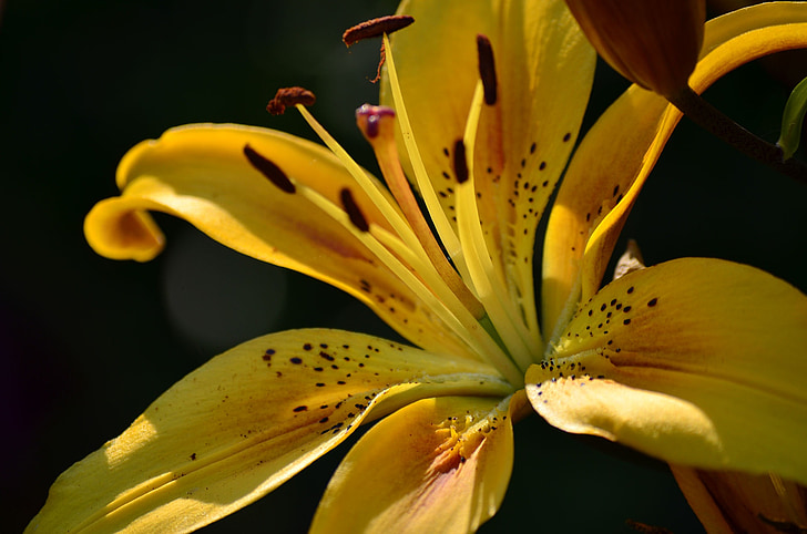 fleurs, Lily, été, jardin, une fleur jaune, datcha, fleurs d’été
