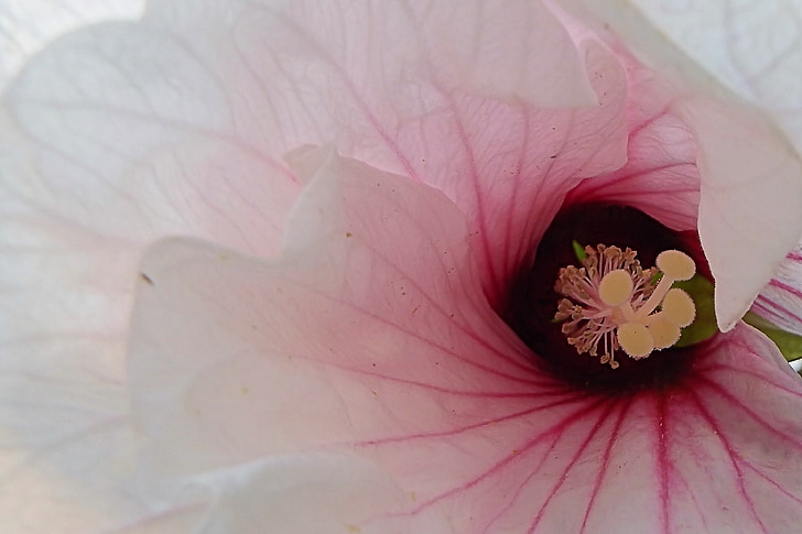Hibiscus, hiiglane hibiscus, õis, Bloom, Sulgege, valged lilled, suvel