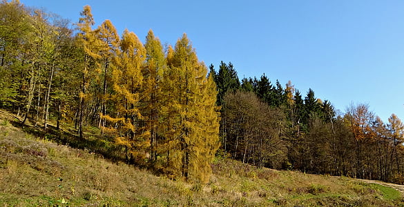 Sąjungos institucijų būstinės., Lenkija, kraštovaizdžio, nacionalinis parkas, lapija, Gamta, rudenį