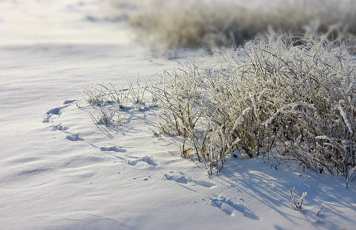 Фрост, следи, сняг, трева, скреж, зимни, студена температура