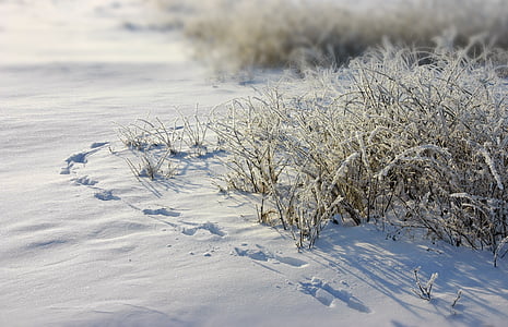 Frost, rastros, nieve, hierba, escarcha, invierno, temperatura fría