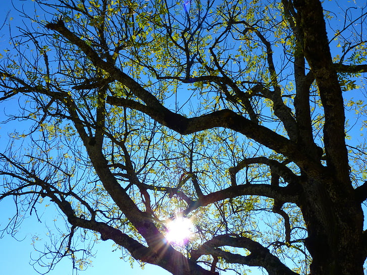 дерево, эстетические, филиалы, назад свет, Солнце, пастбище, Природа