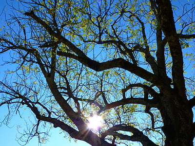 tree, aesthetic, branches, back light, sun, pasture, nature