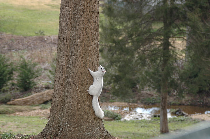 squirrel, white, rodent, climbing, tree, outdoors, animal