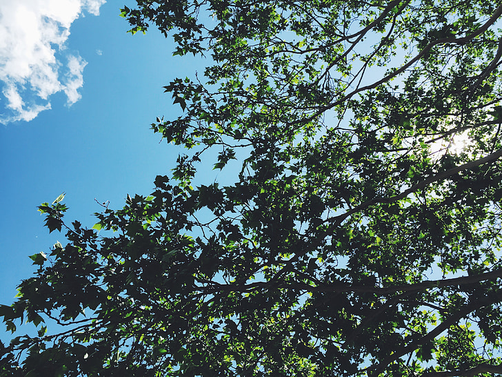 trees, branches, leaves, blue, sky, sunlight, sunny
