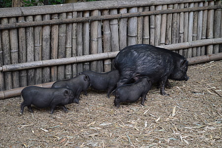 con lợn, màu đen, thịt lợn, động vật, lợn nái