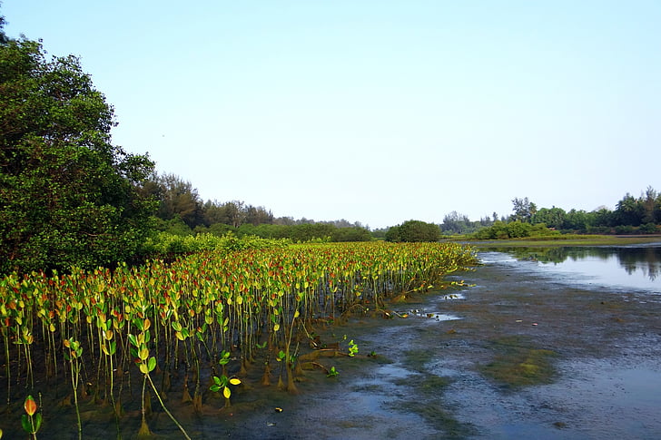 mangovník druhov, sadenice, Plantation, potok, prílivové lesa, Karwarom, India