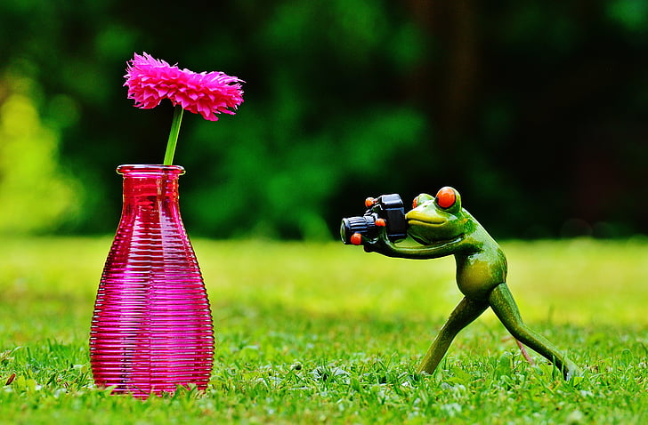 Gerro, flor, granota, fotògraf, fotografia, divertit, valent