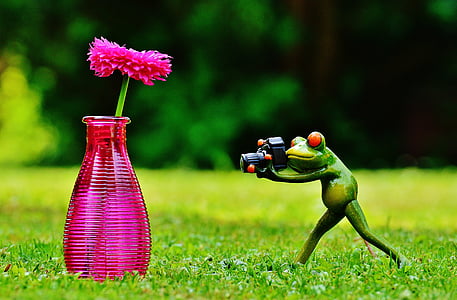 花瓶, 花, カエル, 写真家, 写真, 面白い, かわいい