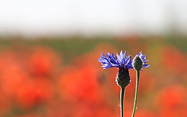 cornflower, bud, blue, out of focus, stalk, plant, centaurea
