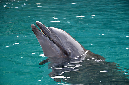 delfīns, Palau, pludmale, skatīties delfīnu, delfīnu šovs, galaktika, koraļļu