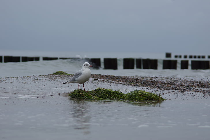 seagull, baltic sea, water, seetank, beach buhne, water bird, beach