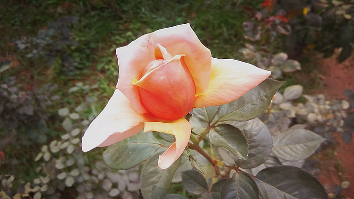 piękny, Róża, kwiat