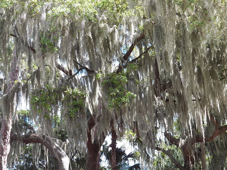 Mech, okładka, drzewa, lasu, zielony, krajobraz, Florida