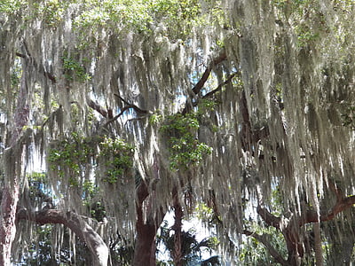 molsa, coberta, arbres, bosc, verd, paisatge, Florida