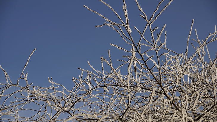 treet, hvit, Christmas, Vinter, isen, snø, krystall