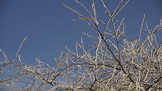 pohon, putih, Natal, musim dingin, es, salju, kristal