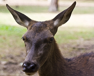 DOE, Red deer, modal, tanduk, tampan, merumput, Taman Margasatwa