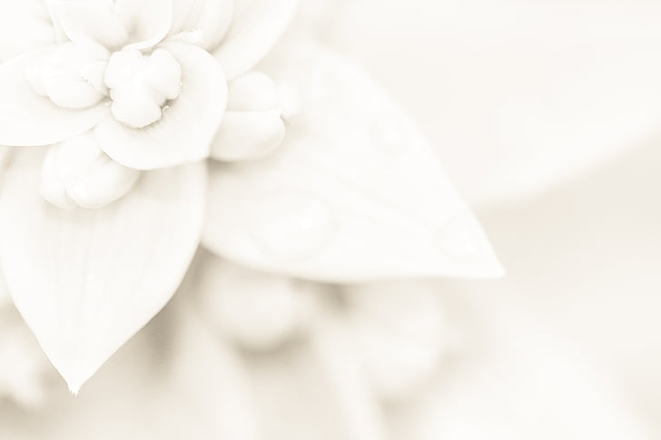 light, wedding, lily, background, flower, pattern, abstract