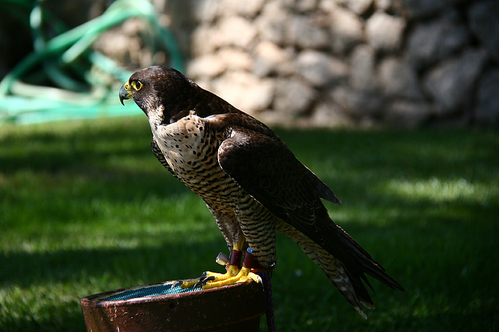 Falcon, sokolnictví, Peñíscola
