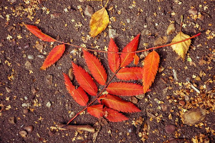 jeseni, listopad, listi, list, oranžna, rdeča, rumena