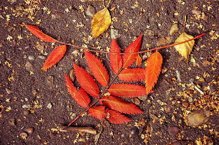秋天, listopad, 叶子, 工作表, 橙色, 红色, 黄色