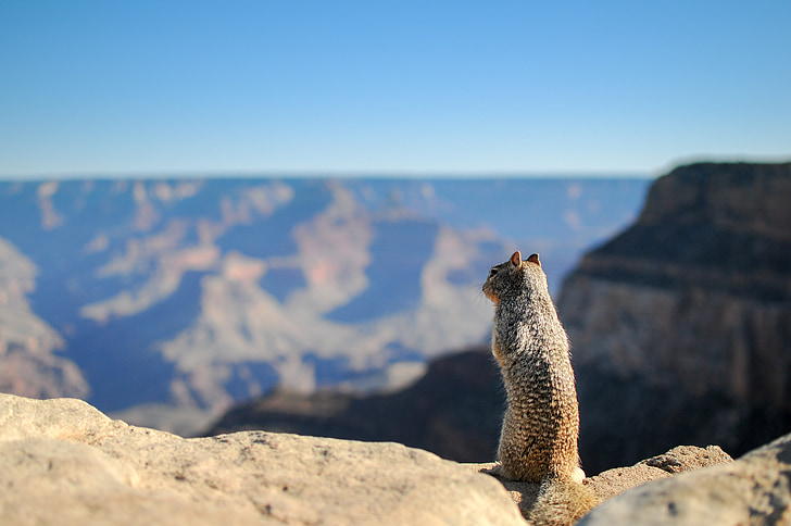 squirrel, animal, cute, standing, looking, view, canyon