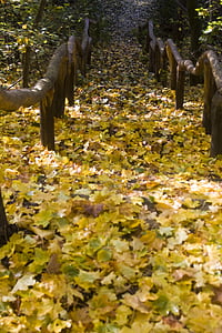 escadas, caminhadas, caminho, para baixo, emergir, folhas, Maple