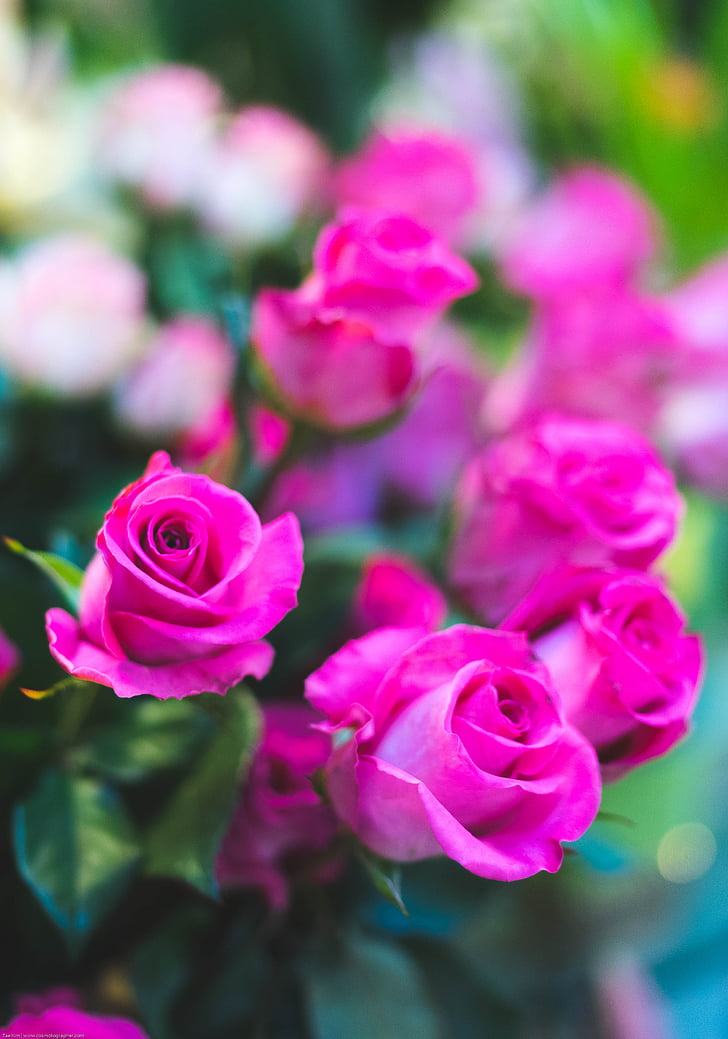 рожевий, Троянда, квітка, Грін, лист, Природа, розмиття
