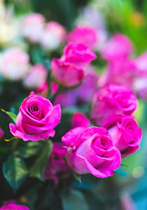 pink, rose, flower, green, leaf, nature, blur