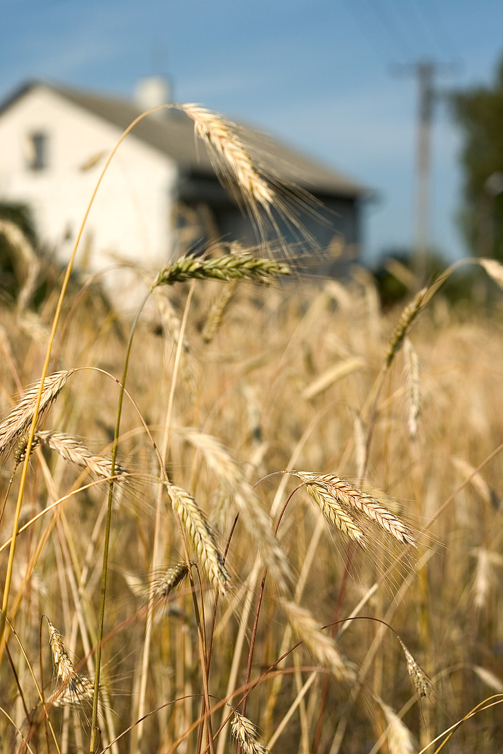 blat de moro, l'estiu, casa, camp, poble, collita, cereals