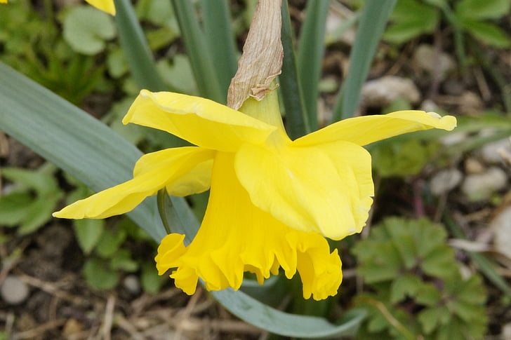 Daffodil, gul, blomma, våren, Narcissus, Blossom, Bloom