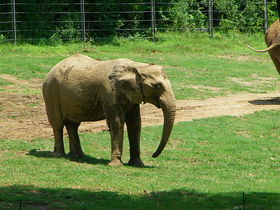Zoo, slon, Príroda, voľne žijúcich živočíchov, veľký, zoológia, cicavec