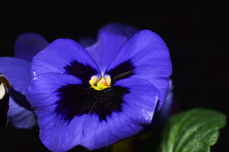 viooltje, bloemen, blauw, sluiten