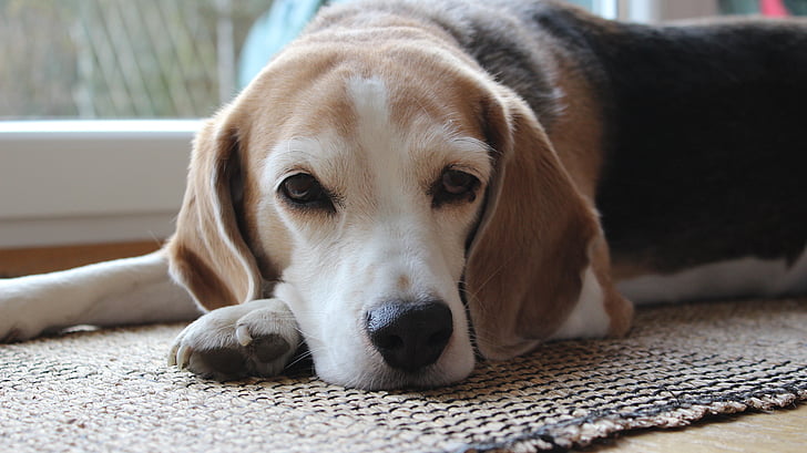 beagle, dog, lazing around, animal