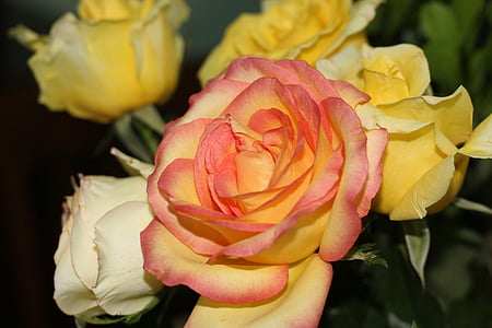 Жълти рози, рози, цветя, цвете, жълто цвете, природата, Роза - цвете