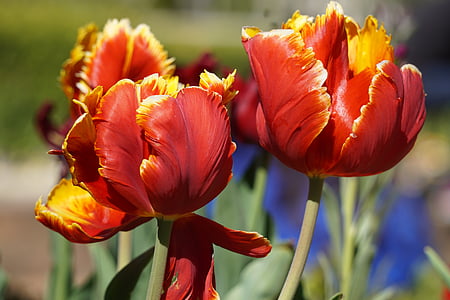 flors, tulipes, vermell, groc, primavera, natura, flor