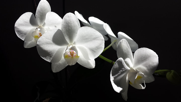 Orchid, blomst, hvid, hvid blomst, natur, Blossom, Bloom