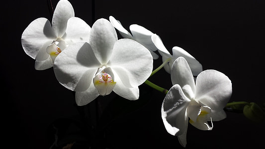 orquídia, flor, blanc, flor blanca, natura, flor, flor