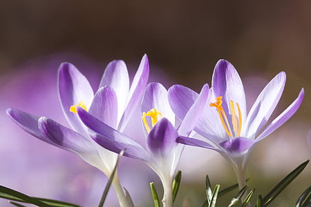 Pavasaris, Crocus, schwertliliengewaechs, gada pavasarī crocus, puķe, zieds, Bloom