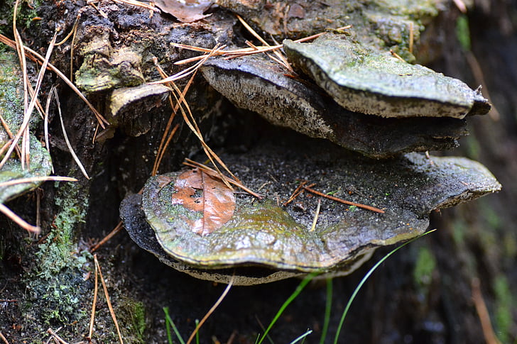 champignon de bouleau, Forest, automne