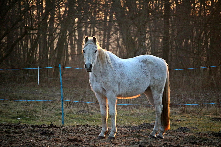 cavall, motlle, pura sang àrab, les pastures, llum del capvespre