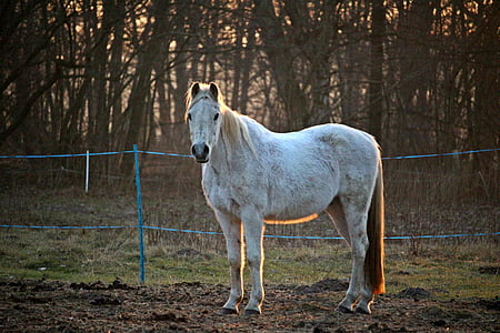 ló, penész, telivér Arab, legelő, esti fényben